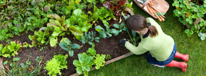 The Gardens Community Garden